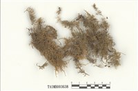 藏品(羽苔屬)的圖片